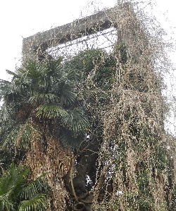 写真：草に埋もれたロージングタワー