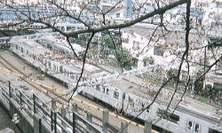 写真：高台からの東急東横線