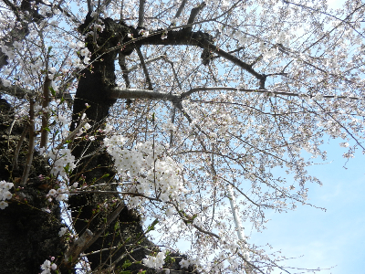 写真：町田母智丘神社付近の桜-2015年03月