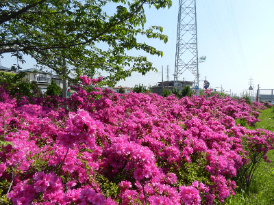 写真：向原西公園のツツジ-2014年05月