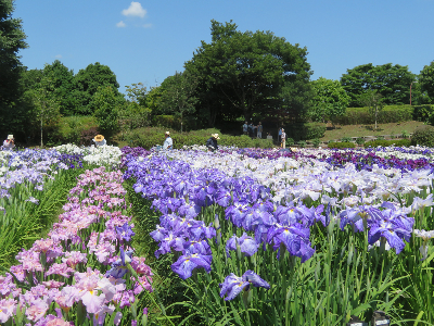 写真：県立相模原公園花しょうぶ園の花しょうぶ-2017年06月