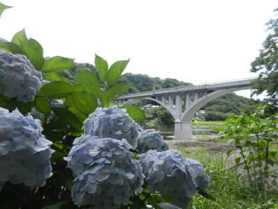写真：相模原市緑区小倉橋-2015年06月