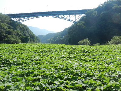 写真：相模原市緑区道志橋-2015年06月