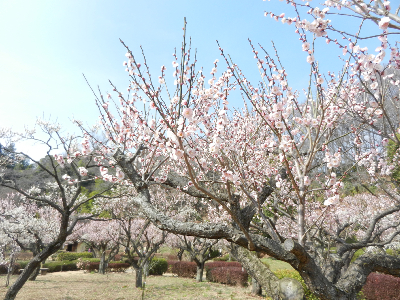 写真：町田市野津田町 薬師池公園-2016年03月