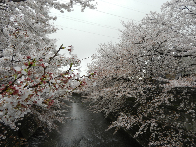 写真：町田市成瀬 恩田川-2014年04月