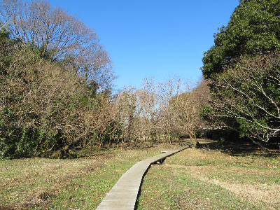 写真:勝坂付近の遊歩道(相模原市南区磯部)-2017年01月